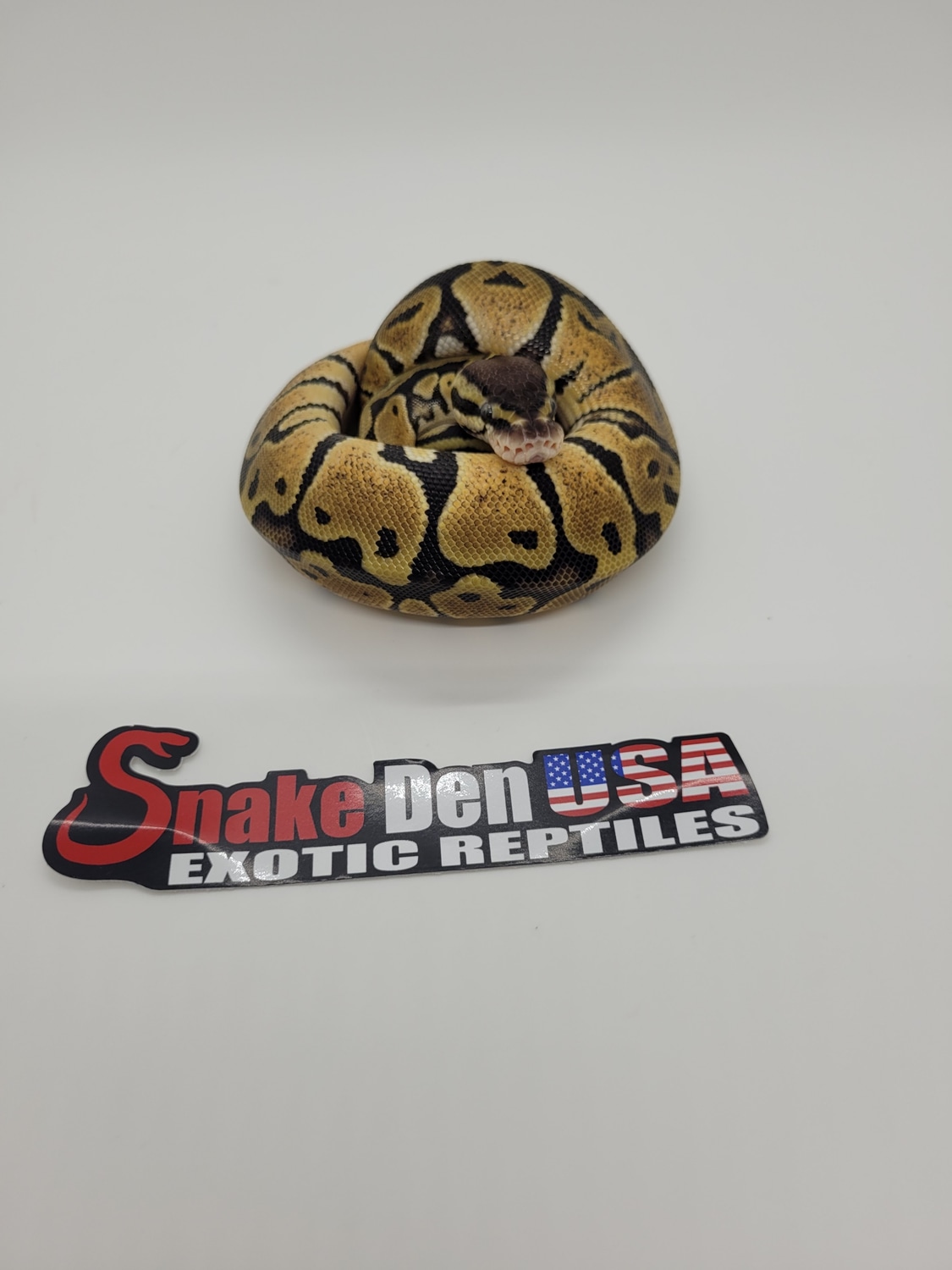 Fire Enchi Ball Python by Snake Den USA Exotic Reptiles LLC - MorphMarket