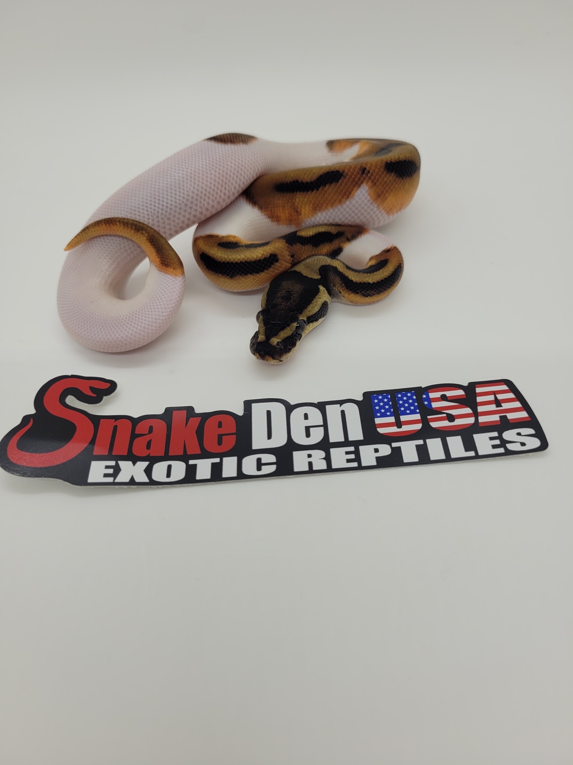 Orange Dream Piebald 50 Het Ultramel Ball Python by Snake Den USA
