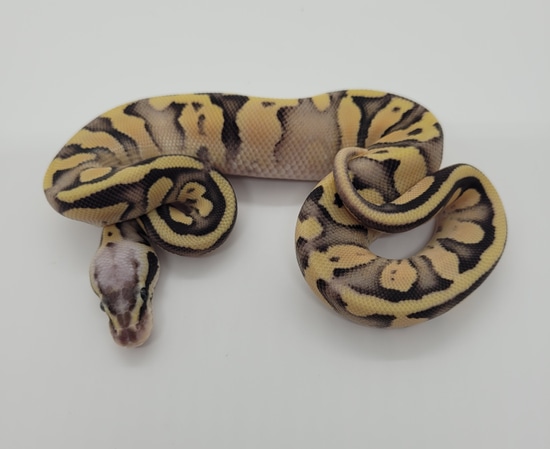 Orange Dream Super Pastel Fire Ball Python by Snake Den USA Exotic Reptiles