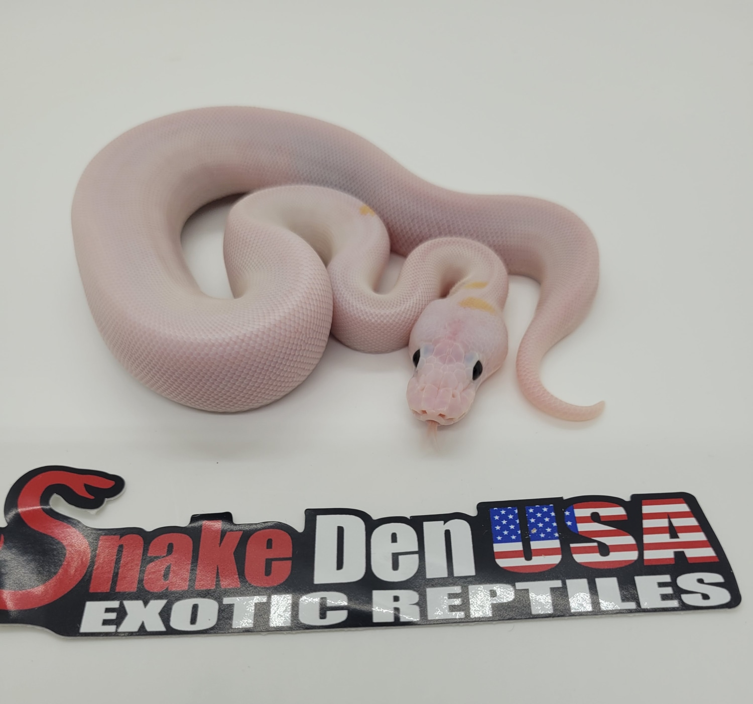 Orange Dream Super Fire Ball Python by Snake Den USA Exotic Reptiles ...
