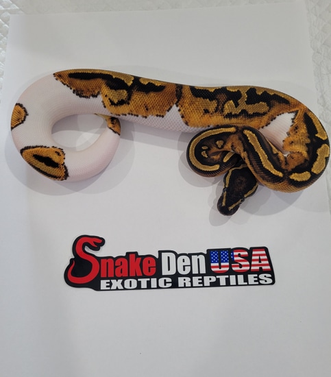 Orange Dream Piebald Het Lavender Albino Ball Python by Snake Den USA ...