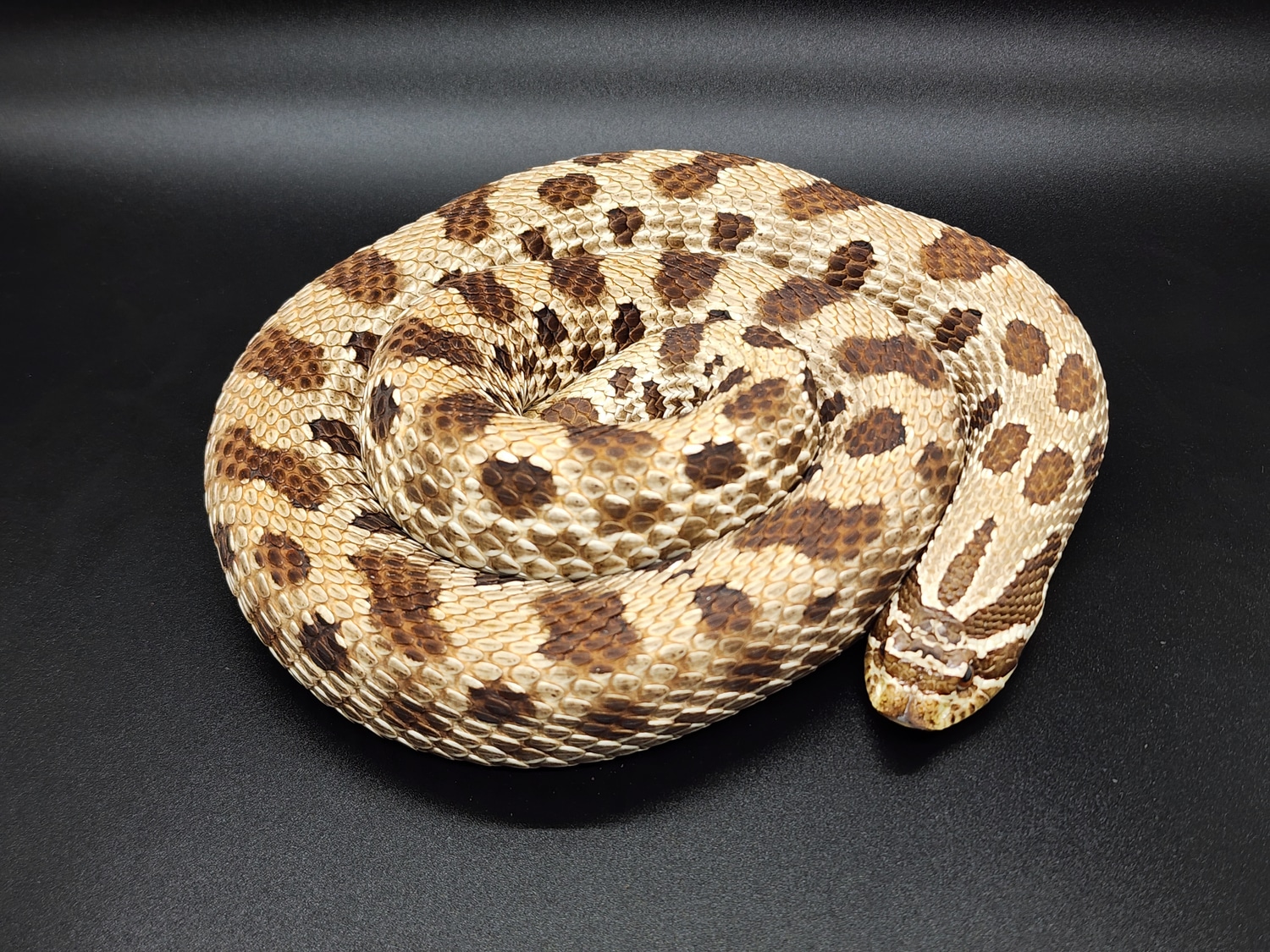Omnomlette Western Hognose by Snake Discovery MorphMarket
