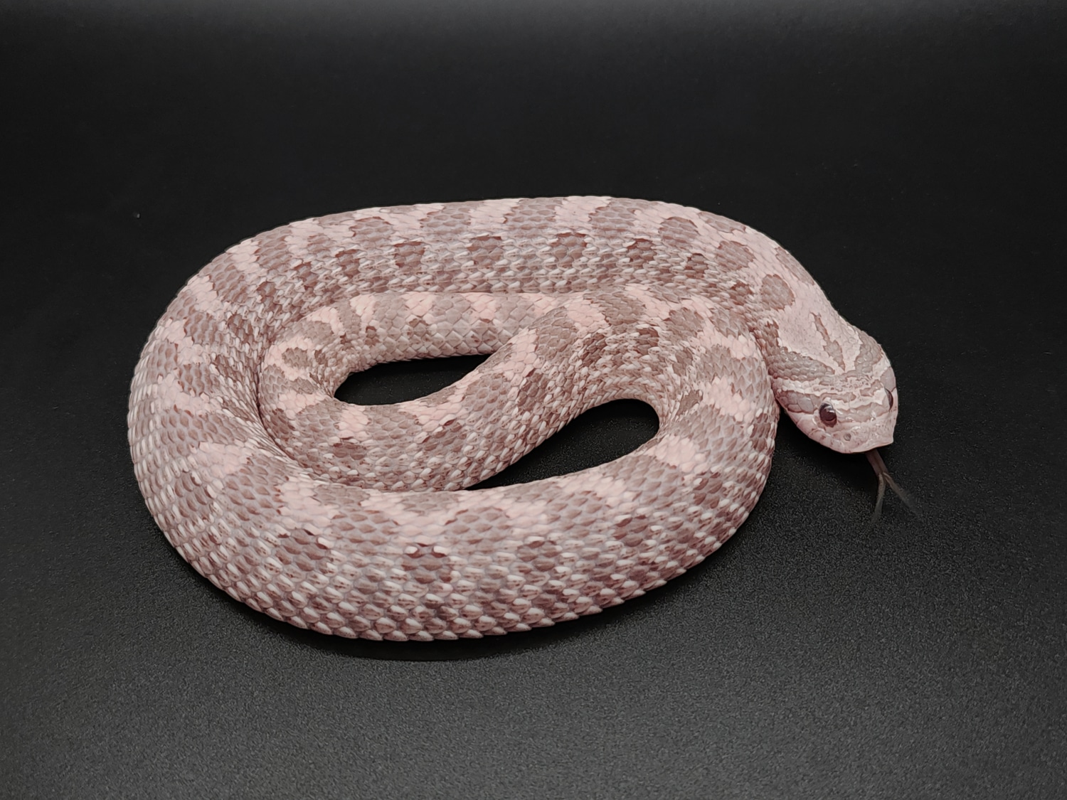 Shane Co Western Hognose by Snake Discovery - MorphMarket