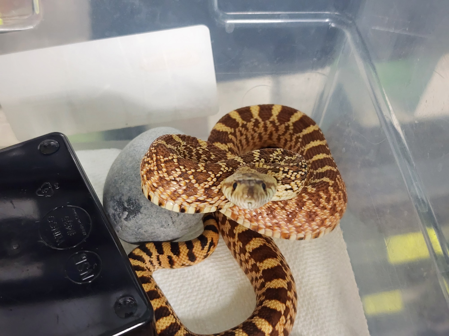 Untitled Bullsnake by Snake Discovery MorphMarket