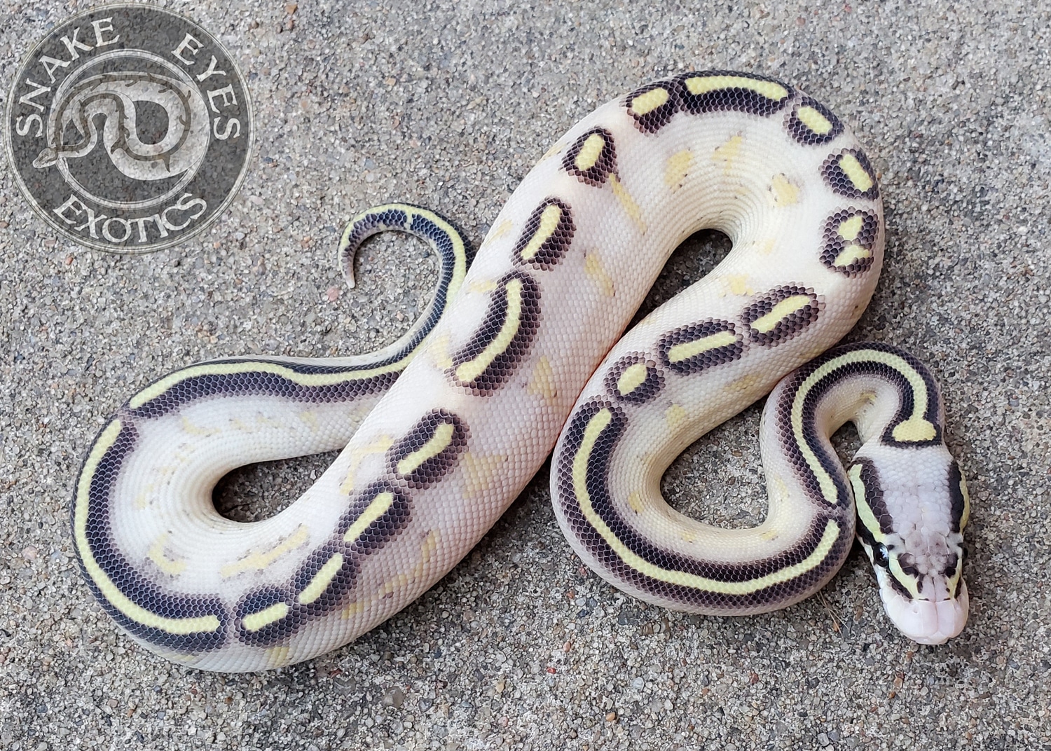 Pastel Lesser Freeway Poss. Fire M1 Ball Python by Snake Eyes Exotics ...