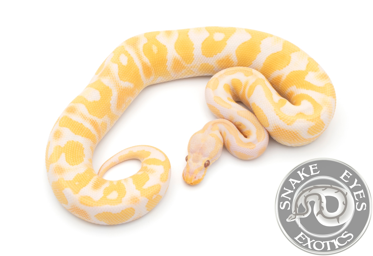 Pastel YB Lavender 66 Het Pied M1 Ball Python by Snake Eyes Exotics