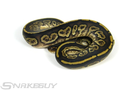 Twister Bongo Yellow Belly Ball Python by Snakeguy