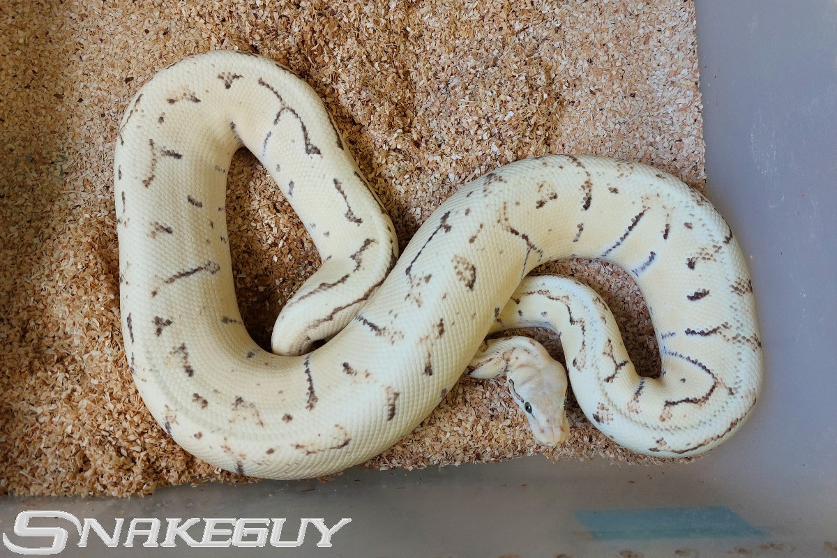 Lemon Blast Desert Ghost Ball Python by Snakeguy - MorphMarket
