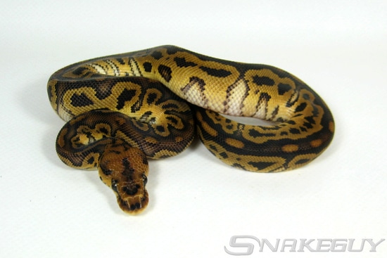 Twister Clown Ball Python by Snakeguy