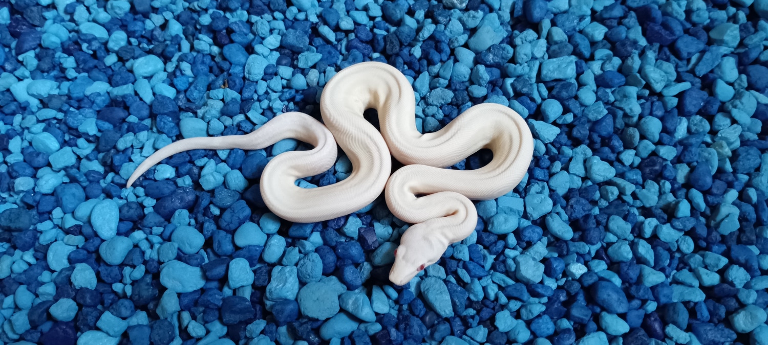Riverside Reptile Breeders's Collection MorphMarket