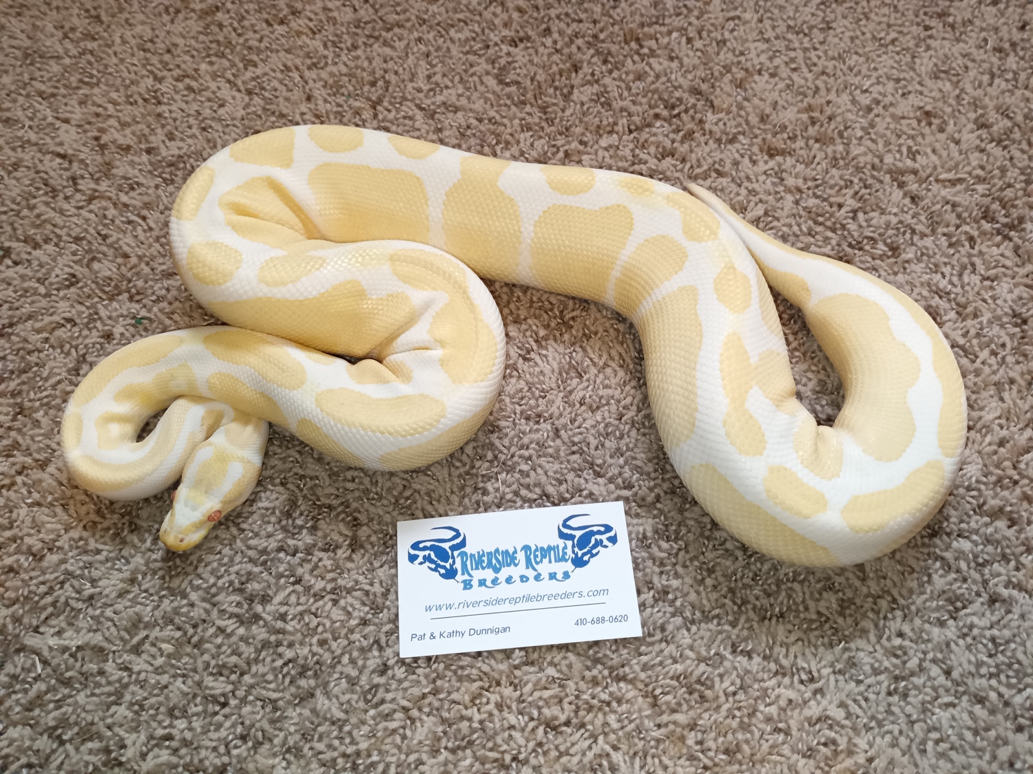 Albino Het Pied FREE SHIPPING Ball Python by Riverside Reptile Breeders ...