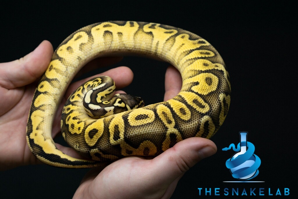 Pastel Orange Dream Het TSK Axanthic Pos Het Genetic Stripe Ball Python ...