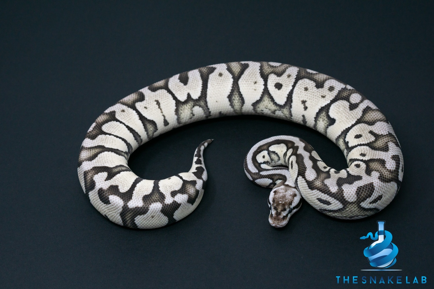 Firefly TSK Axanthic Het Clown Ball Python by The Snake Lab - MorphMarket