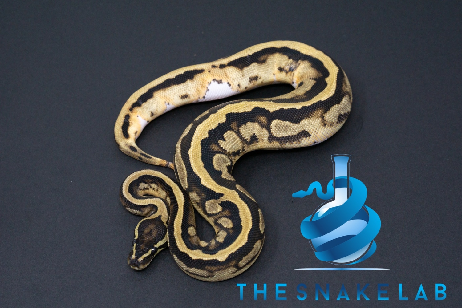 Pied Pos Het TSK Axanthic Pos Het Albino *FREE SHIPPING* Ball Python by ...