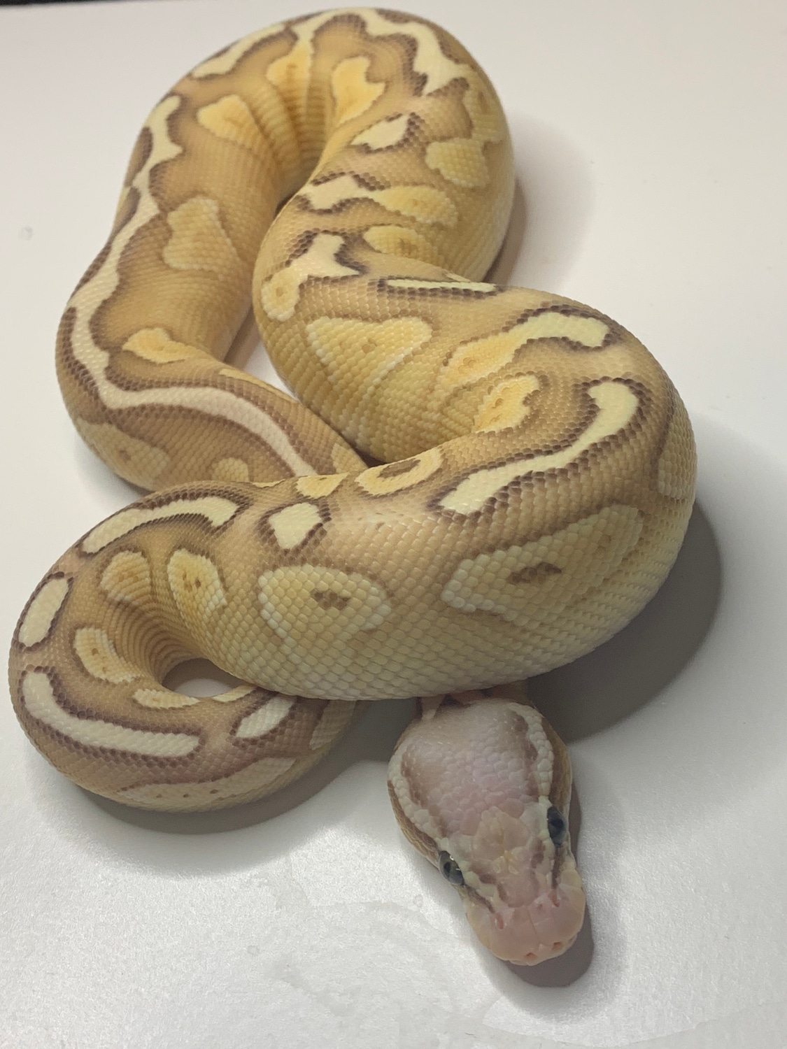 Lesser Pastel Orange Ghost Ball Python by Spoes Snazzy Snakes MorphMarket