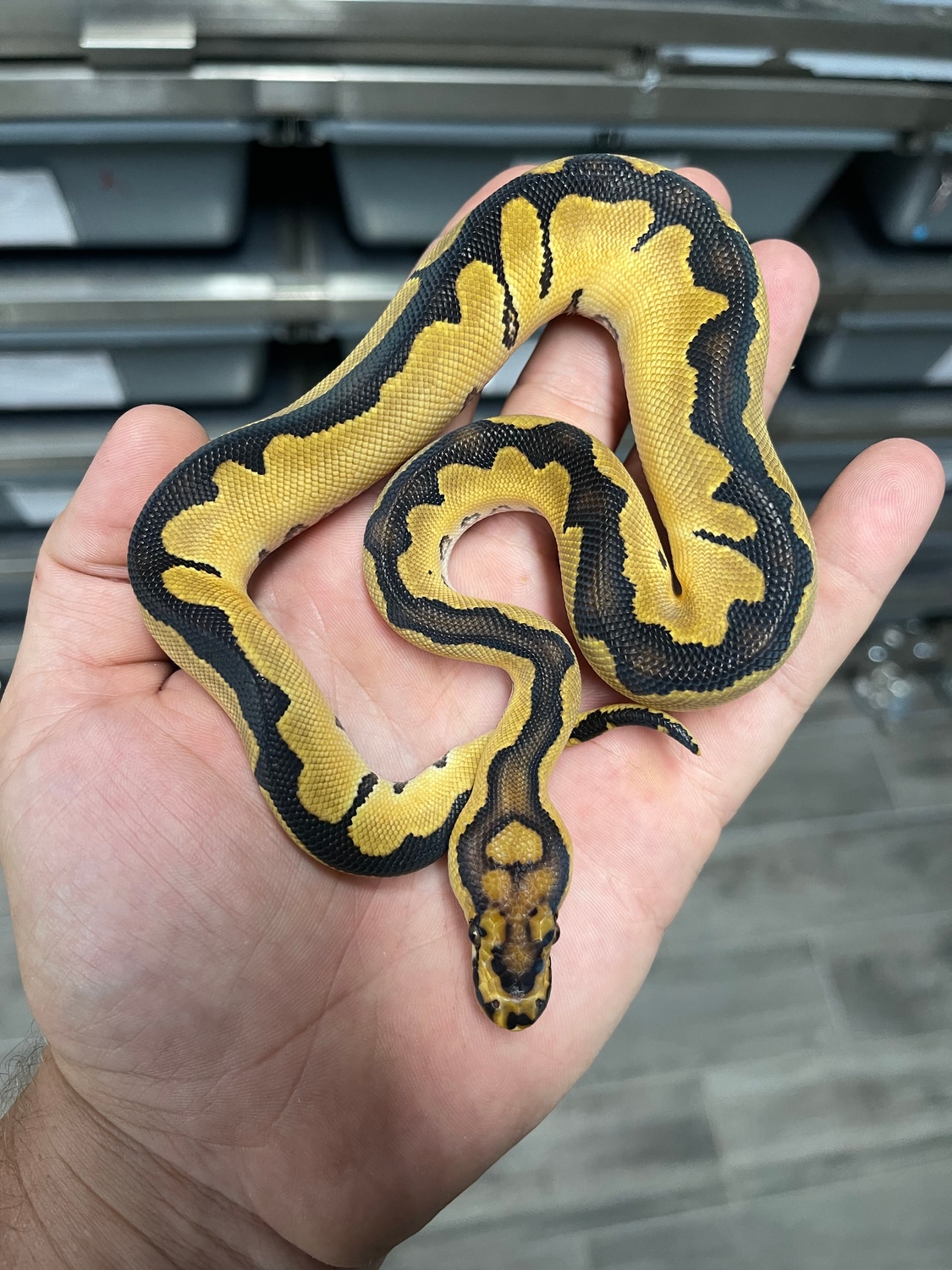 Blade Clown Ball Python by Bushhill Reptiles / Colby Nelson - MorphMarket