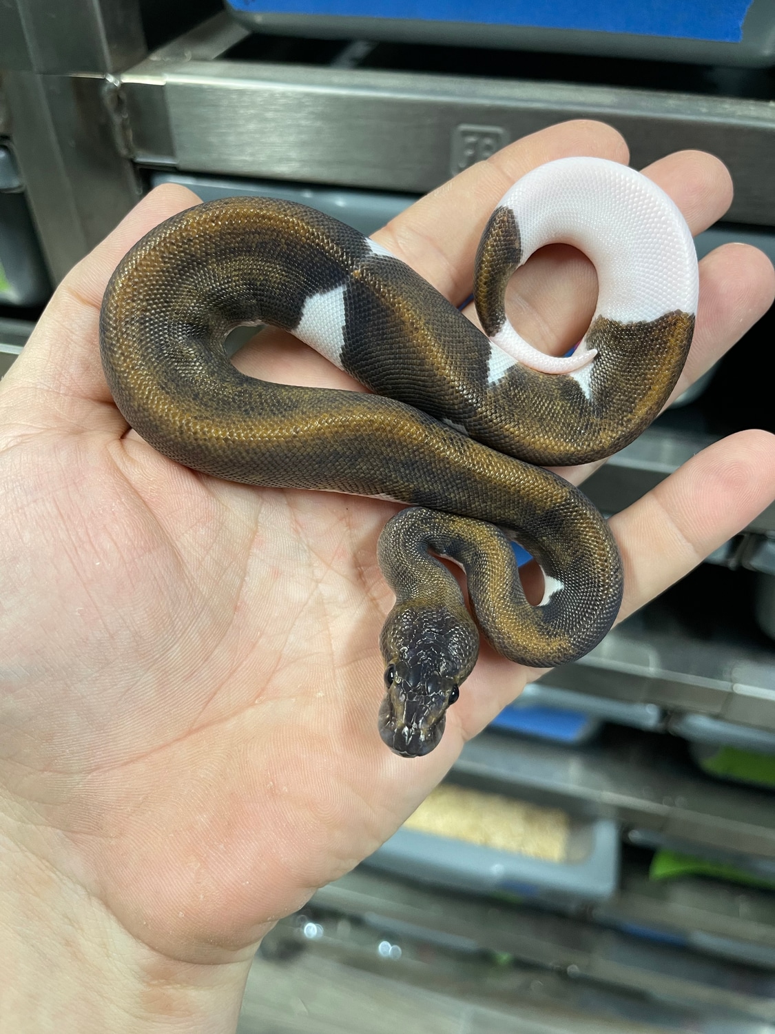 Suma Pied Ball Python by Bushhill Reptiles / Colby Nelson MorphMarket
