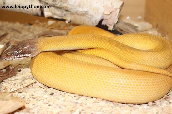 T+Albino Albertisii White-Lipped Python by Www.leiopython.com