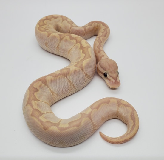 Banana Bamboo Vpi Axanthic Ball Python by Snakeman Snake Shop MJ Burton