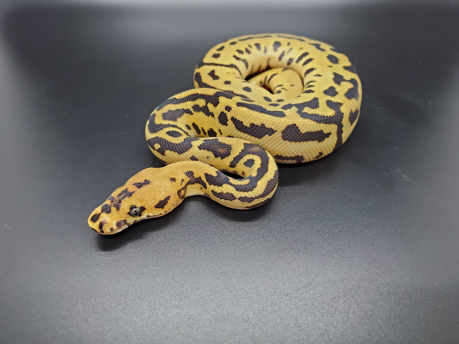 Leopard Spotnose Fire Clown Ball Python by Snakeman Snake Shop MJ ...