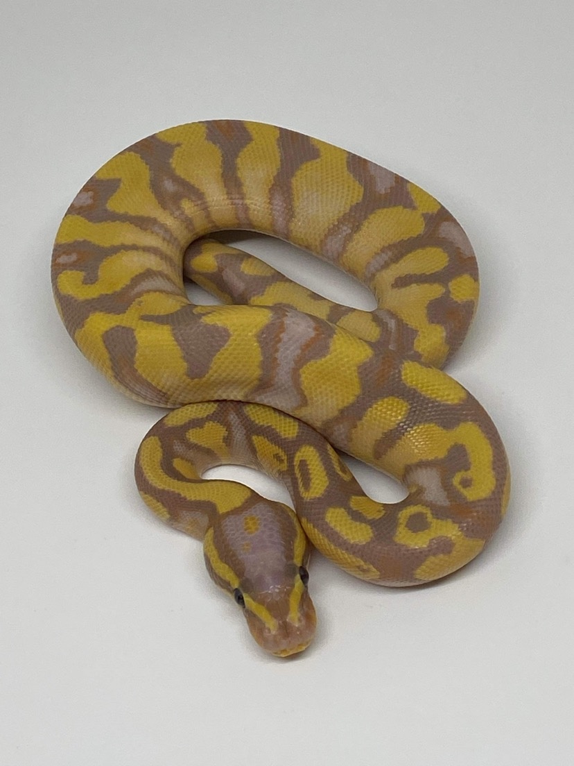 Banana Enchi Yellowbelly Or Orange Dream Het Pied Ball Python by