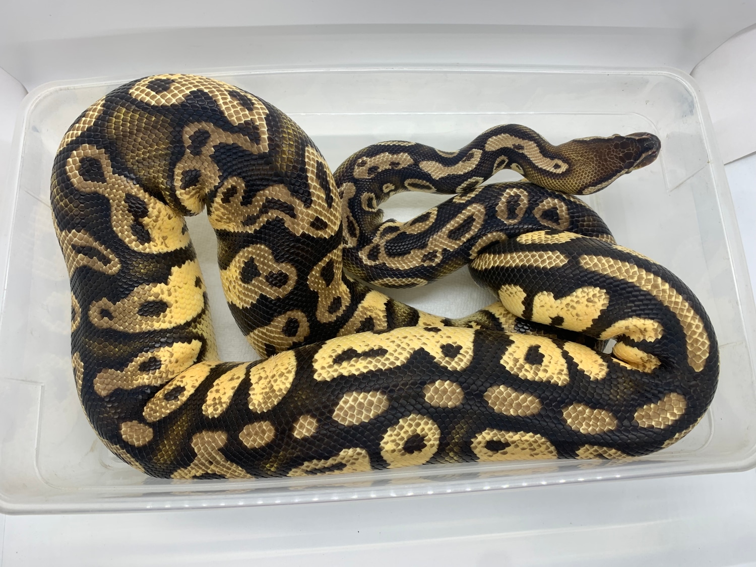 Pastel OD Trick Pos DH Clown Pied Ball Python by Snakeman Snake Shop MJ ...
