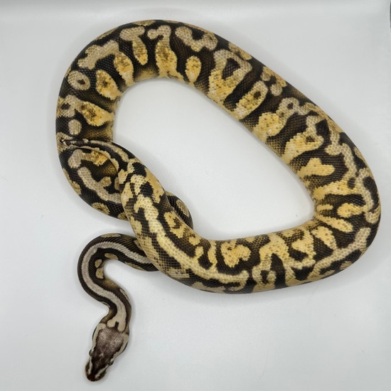 Super Calico Python Super Pastel Calico Yellow Belly Ball Python by MK Exotics