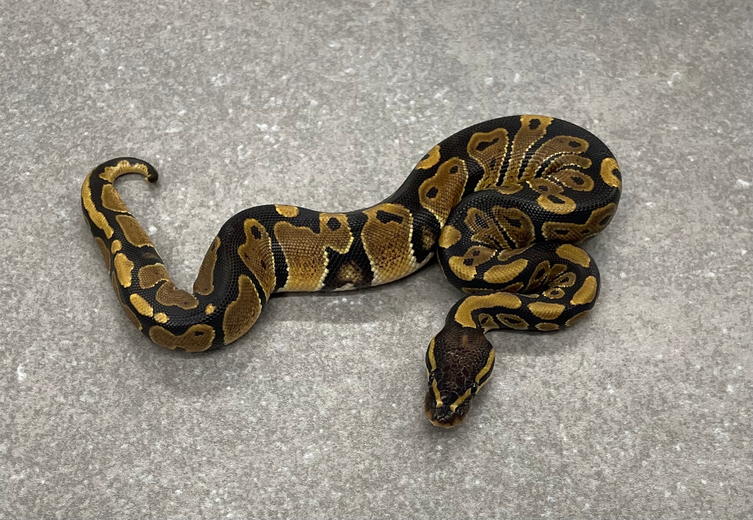 Normal Ball Python by Snakenstein Reptiles, LLC - MorphMarket