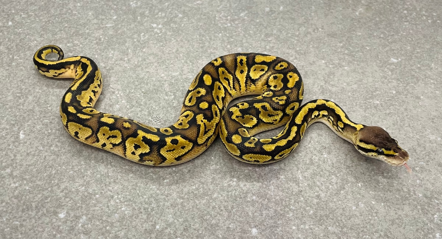 Bongo Pastel Ball Python by Snakenstein Reptiles, LLC MorphMarket