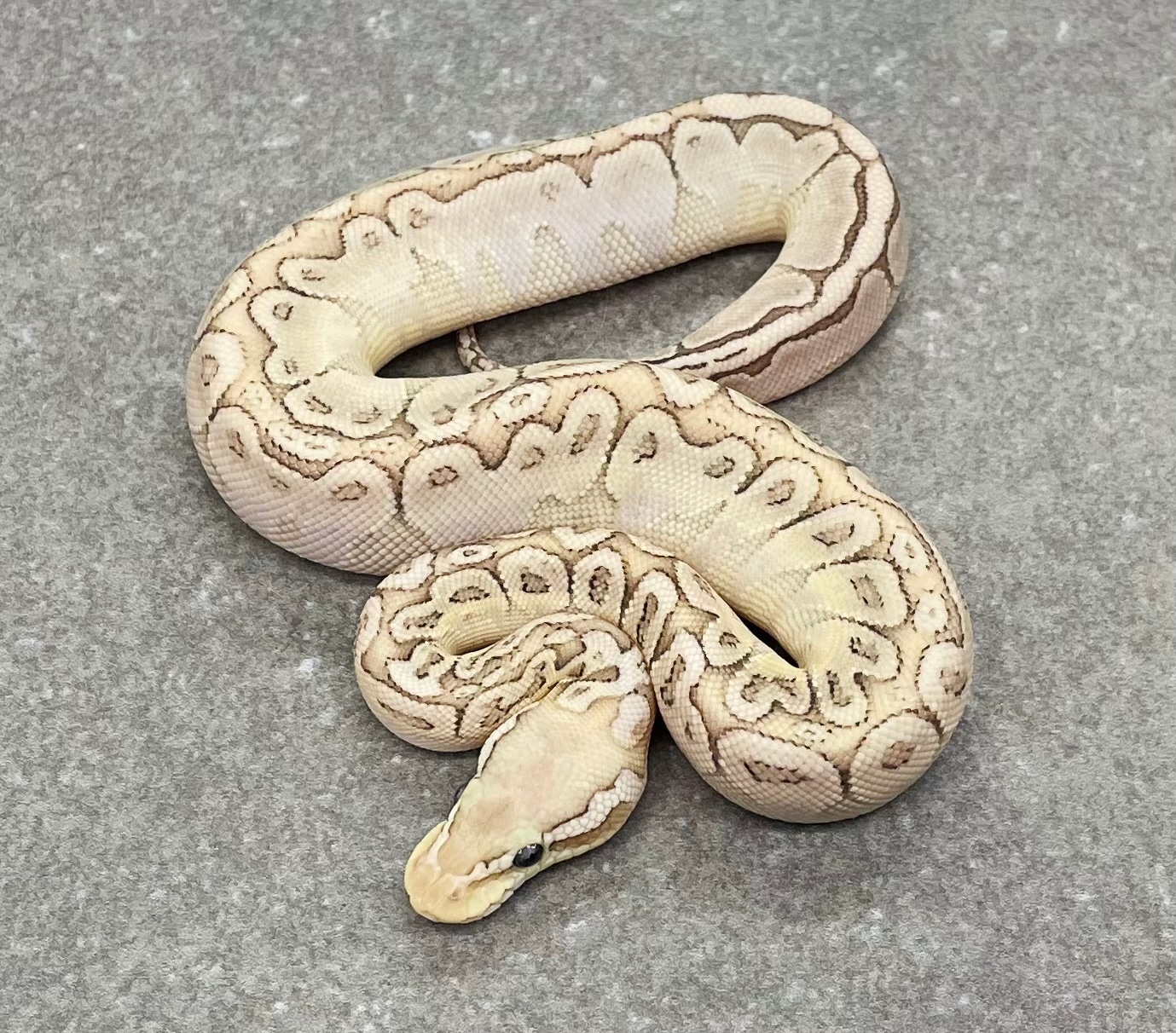 Bamboo Pastel Ball Python by Snakenstein Reptiles, LLC - MorphMarket
