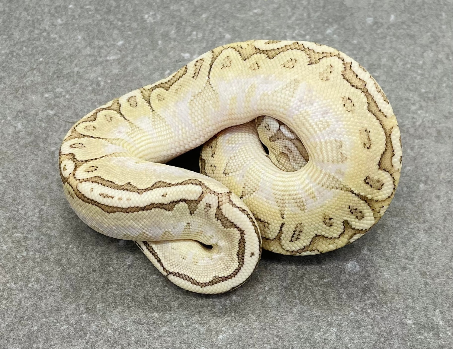 Bamboo Pastel Pos HRA Ball Python by Snakenstein Reptiles, LLC