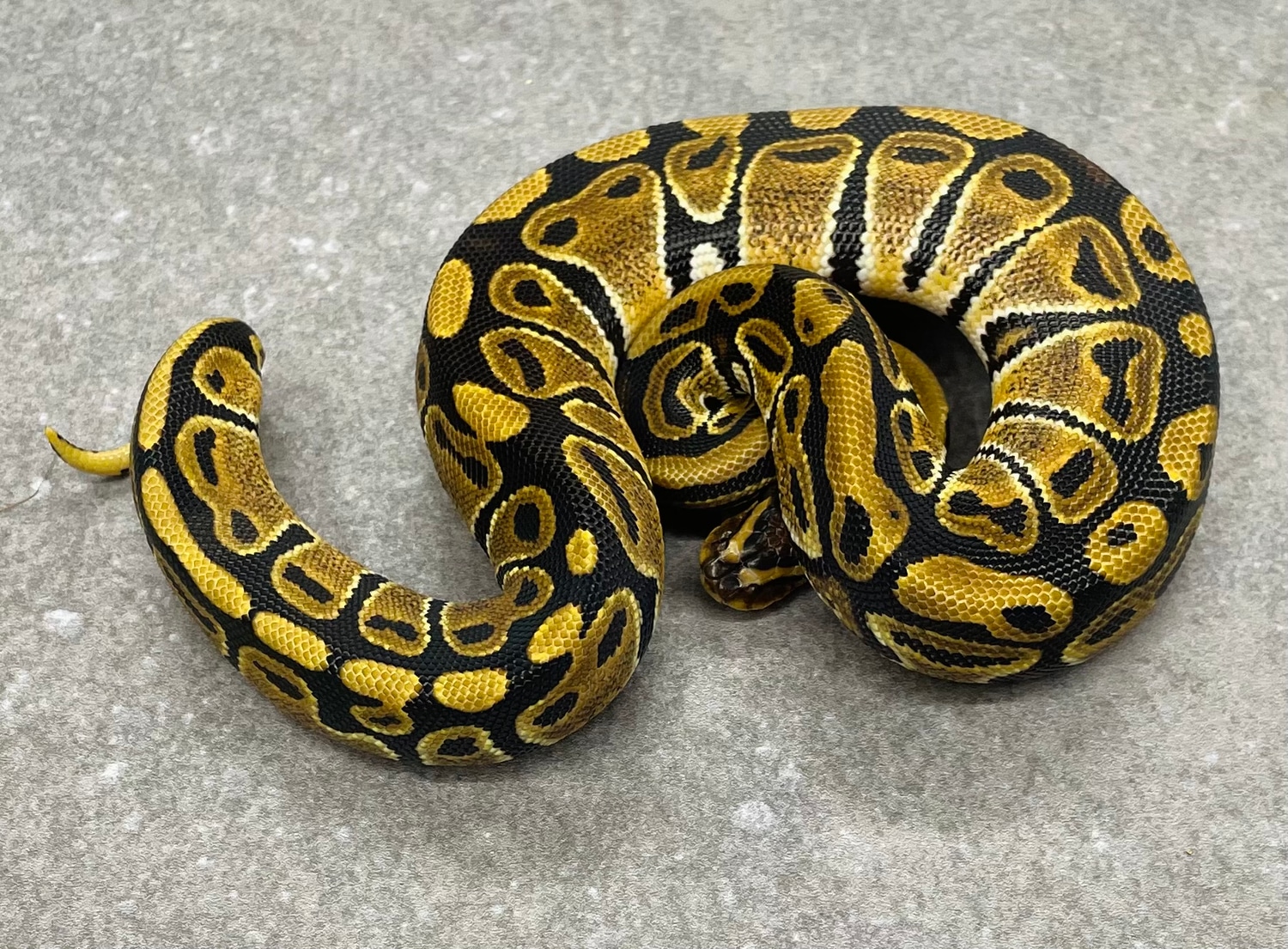 Normal Ball Python by Snakenstein Reptiles, LLC - MorphMarket