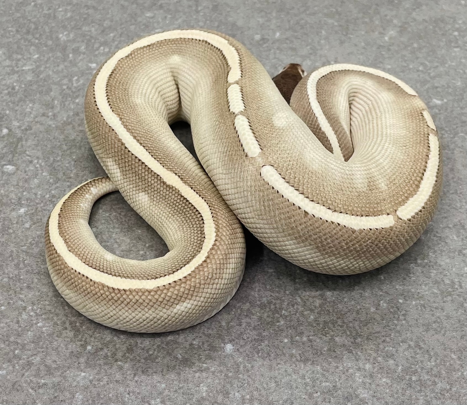 Purple Passion Pos Yellowbelly Ball Python by Snakenstein Reptiles, LLC ...