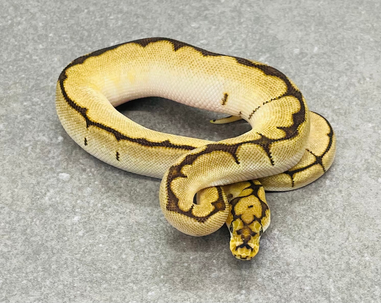 Spider Clown Ball Python by Snakenstein Reptiles, LLC - MorphMarket