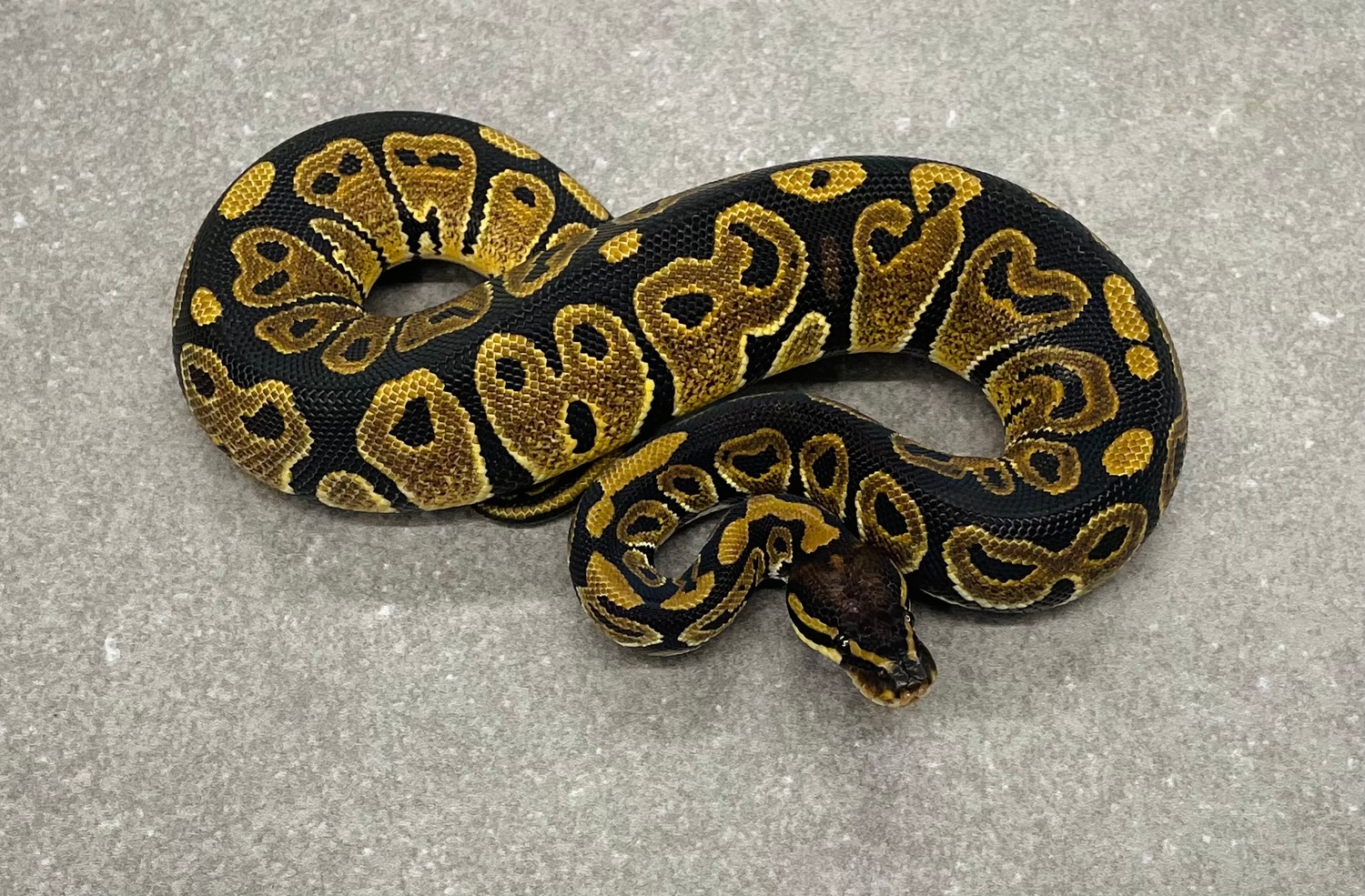 Normal Ball Python by Snakenstein Reptiles, LLC - MorphMarket