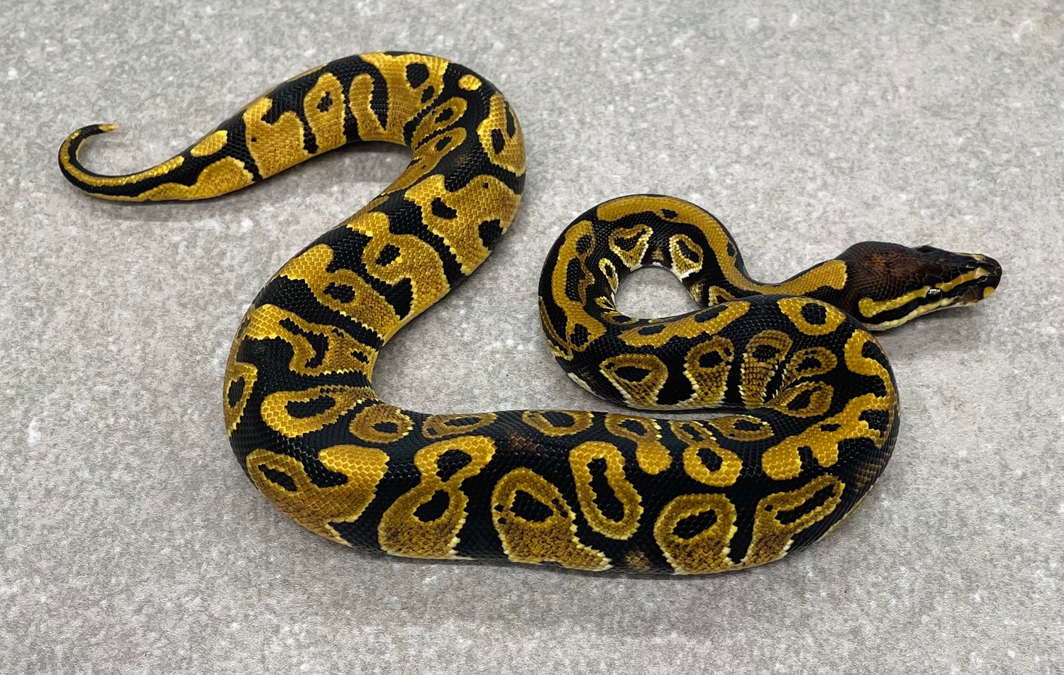 Normal Ball Python by Snakenstein Reptiles, LLC - MorphMarket