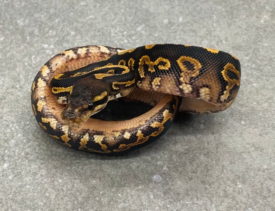 Barnhart Black Pastel Mystic YB Pos Arroyo Ball Python by Snakenstein ...