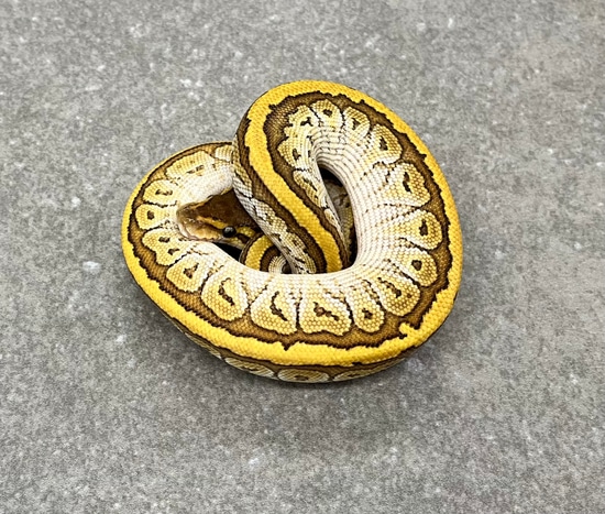 Mojave Pinstripe Trick Het Clown Ball Python by Snakenstein Reptiles, LLC