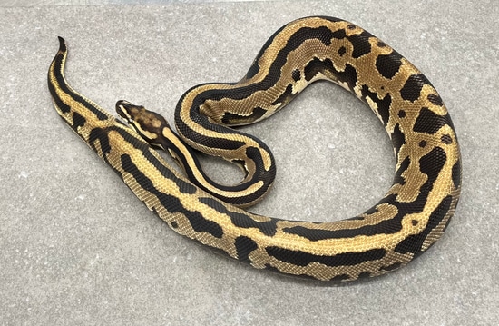 Leopard Arroyo Het Pied Ball Python by Snakenstein Reptiles, LLC