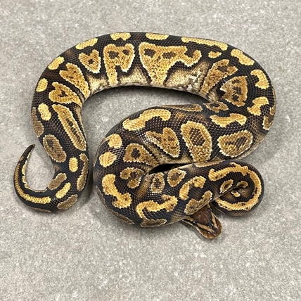 Paint Ball Python