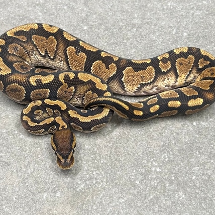 Paint Ball Python