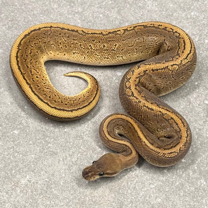 Clockwork Black Pastel Pinstripe Plus Ball Python