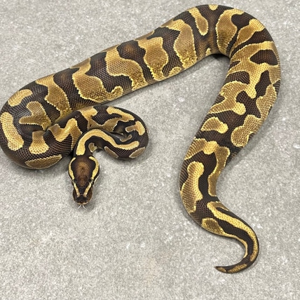Enchi Asphalt DH Desert Ghost Pied Ball Python