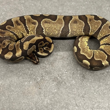 Enchi Asphalt 66% Het Desert Ghost Ball Python