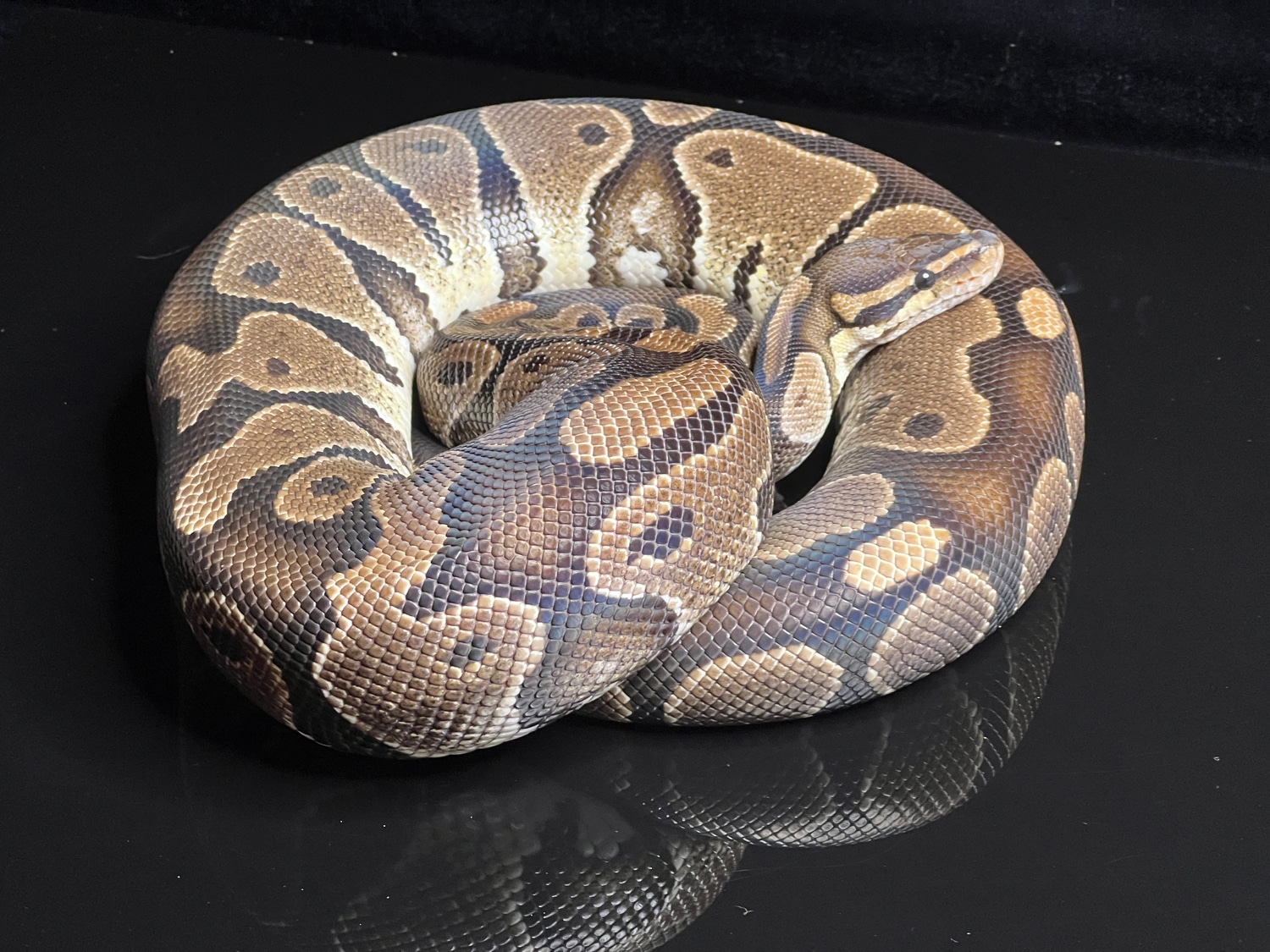 Normal Female 2700 Grams Ready To Breed Ball Python by Snake Ranch ...