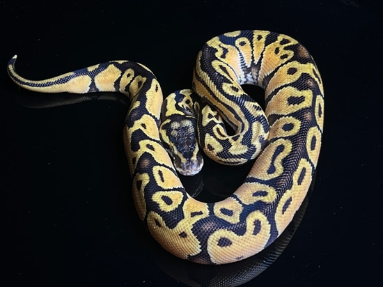 Pastel Het Lavender Ball Python by Snake Ranch