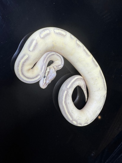 Phantom Pastel Highway Ball Python by Snake Ranch