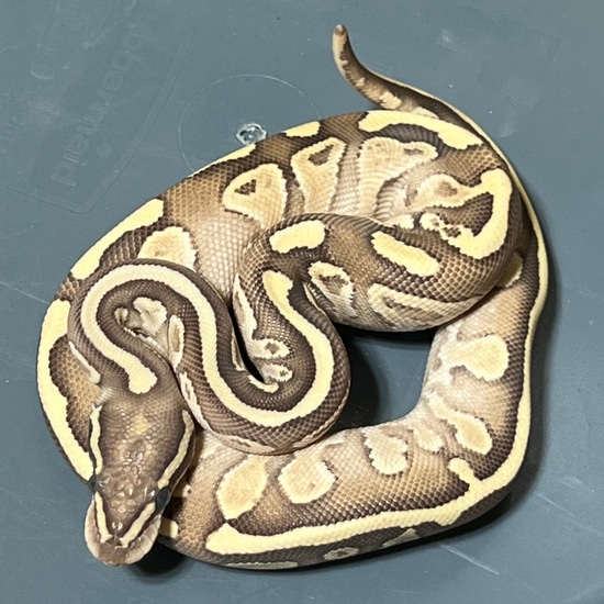Fire Butter Ball Python by Johns Pythons