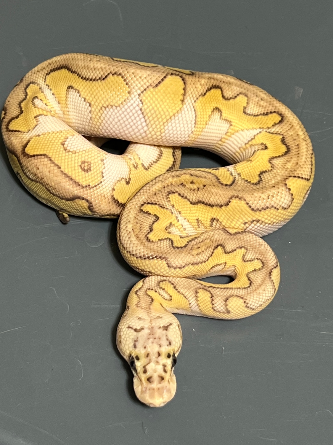 Pastel Lesser Clown Ball Python by Johns Pythons - MorphMarket