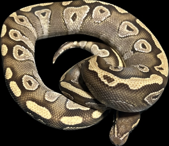 Zuwadi Mojave Proven Ball Python by Johns Pythons